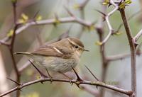 Yellow-browed warbler C20D 03817.jpg