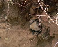 Ground tit Pseudopodoces humilis excavating burrow