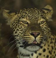 2 year old Male Leopard