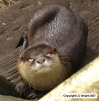 Asian Small-Clawed Otter. Copyright L.C. Wright