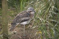 Bush Stone -curlew (Burhinus grallarius)