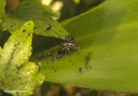 ...Baby Kihansi Spray Toads in captivity.  Young toadlets are purple in color, while adults are yel