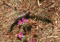 : Ambystoma tigrinum tigrinum; Eastern Tiger Salamander