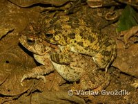 : Bufo maculatus; Flat-backed Toad