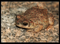 : Bufo punctatus; Red-spotted Toad