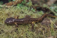 : Ensatina eschscholtzii picta; Ensatina Salamander