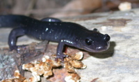 : Plethodon teyahalee; Southern Appalachian Salamander