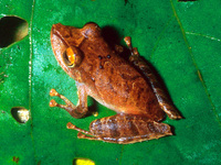 : Pristimantis caryophyllaceus