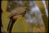 : Campylorhynchus brunneicapillus; Cactus Wren
