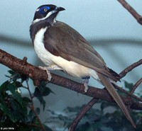 : Entomyzon cyanotis; Blue-faced Honeyeater