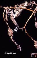 : Scinax catharinae