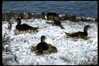 : Phalacrocorax harrisi; Flightless Cormorant