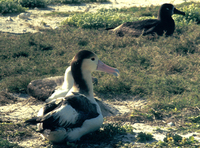 : Phoebastria albatrus; Short Tailed Albatross