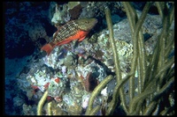 : Sparisoma viride; Stoplight Parrotfish