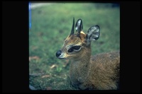 : Oreotragus oreotragus; Klipspringer