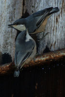 : Sitta pygmaea; Pygmy Nuthatch