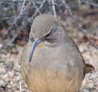 : Toxostoma redivivum