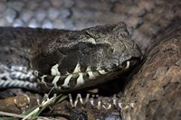 : Acanthophis praelongus; Northern Death Adder