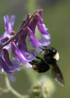 : Bombus californicus