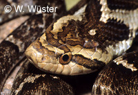 : Xenodon neuwiedi; False Jararaca