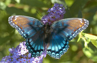 : Limenitis arthemis; Red-spotted Purple