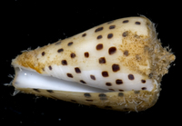 : Conus eburneus