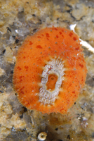 : Fissurellidea bimaculata; Two-spot Keyhole Limpet