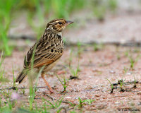 Indochinese Bushlark