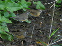 Turdus obscurus Eye-browned Thrush マミチャジナイ