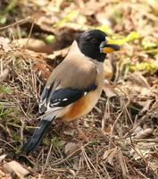 Yellow-billed Grosbeak » Eophona migratoria