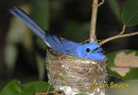 Photo of lejsek modrý Eumyias sordida Dusky-blue Flycatcher Ceylon Schnapper