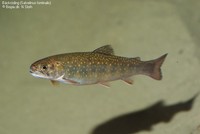 Kildeørred (Salvelinus fontinalis)