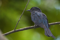 Asian Drongo-Cuckoo ( Surniculus lugubris )