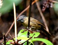 ハイノドモリチメドリ Grey-throated Babbler Stachyris nigriceps