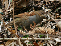 Japanese Accentor Prunella rubida