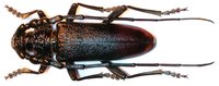 Cerambyx nodulosus