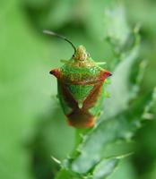 Acanthosoma haemorrhoidale - Hawthorn Shield Bug