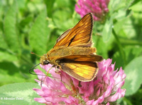 Ochlodes sylvanus - Large Skipper