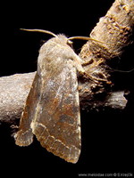 Orthosia incerta - Clouded Drab