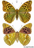 Argynnis pandora - Mediterranean Fritillary