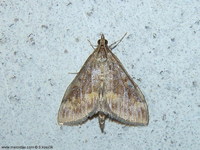 Ostrinia nubilalis - European Corn-borer
