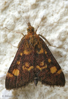 Pyrausta aurata