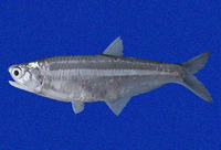 Anchoa mundeola, False Panama anchovy:
