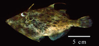 Stephanolepis setifer, Pygmy filefish: fisheries