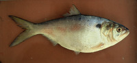 Brevoortia aurea, Brazilian menhaden: fisheries
