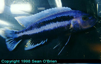 Melanochromis vermivorus, Purple mbuna: aquarium