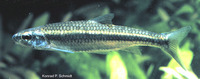 Notropis nubilus, Ozark minnow: