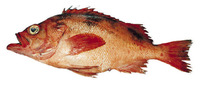 Sebastes crameri, Darkblotched rockfish: fisheries, gamefish