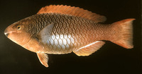 Scarus koputea, Marquesan parrotfish: