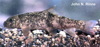 Catostomus leopoldi, Bavispe sucker: